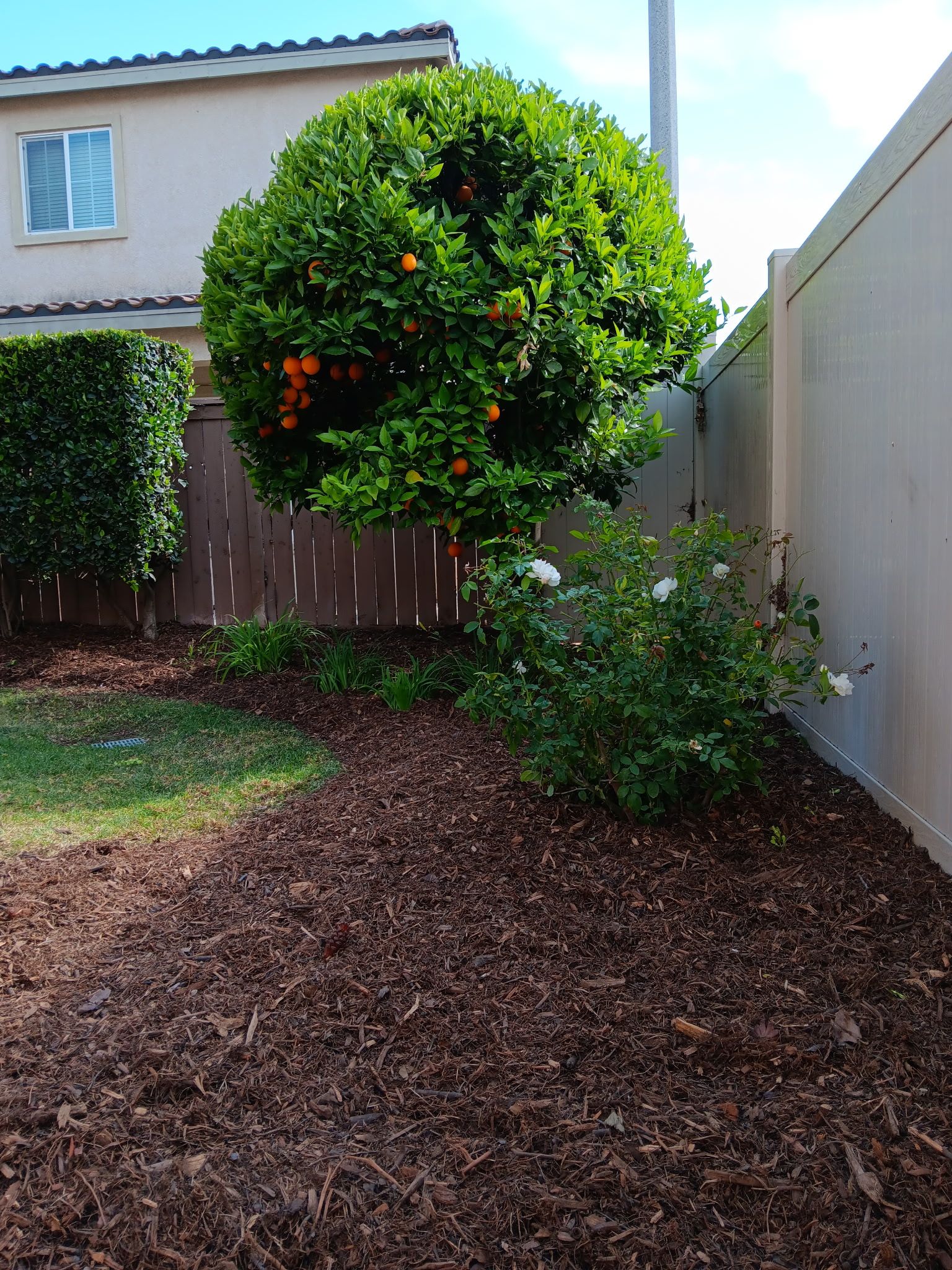Shrub Trimming & Mulching
